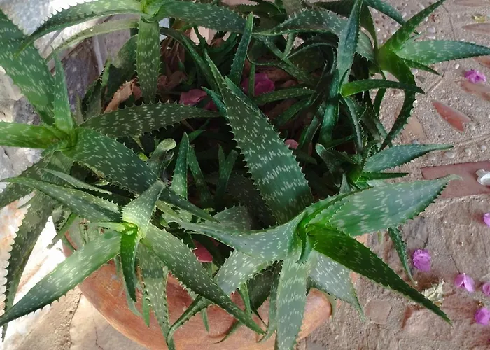 Voukamvilia 3 Minutes Walk From Βίλα