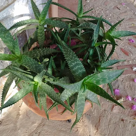 Voukamvilia 3 Minutes Walk From Willa